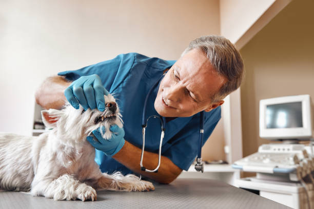 Best Emergency Dental Care for Broken or Chipped Teeth in Ouray, CO